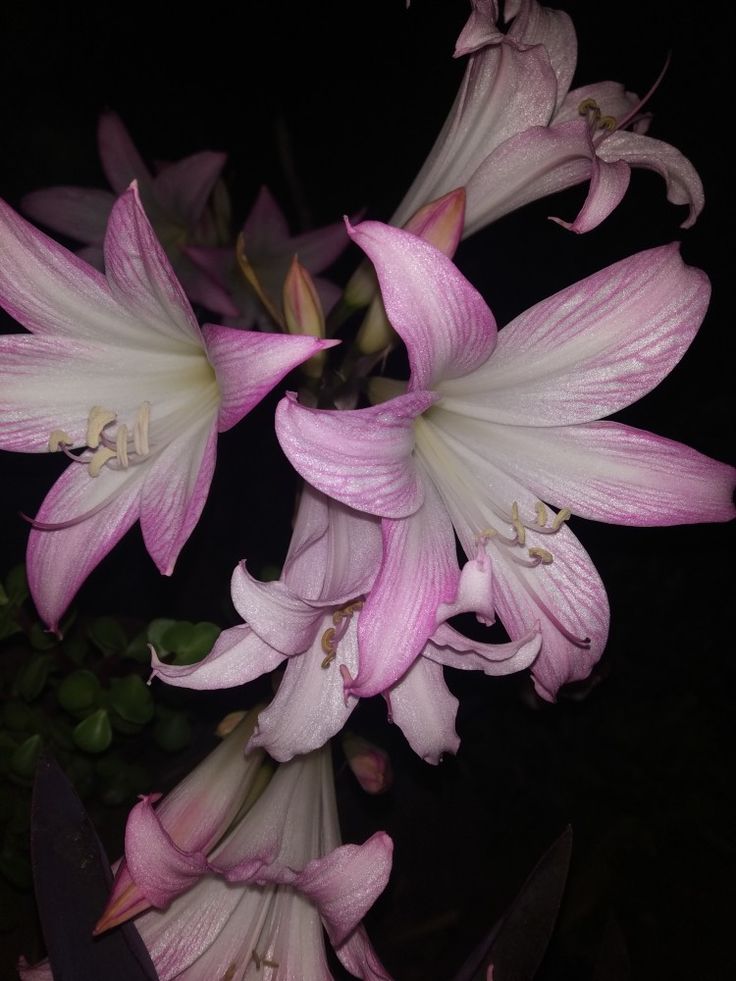 gardener-testimonial-3 92aa6fae 3876 4450 a91b 7a36a8aa491b